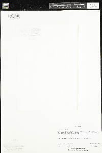 Claytonia caroliniana image