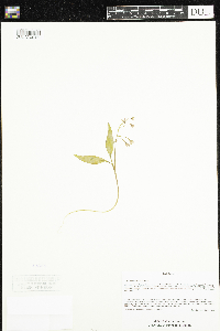 Claytonia caroliniana image