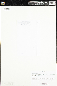 Claytonia caroliniana image