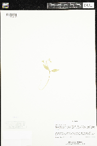 Claytonia caroliniana image