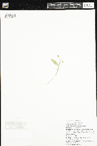 Claytonia caroliniana image