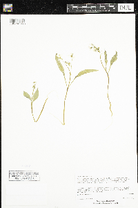 Claytonia caroliniana image