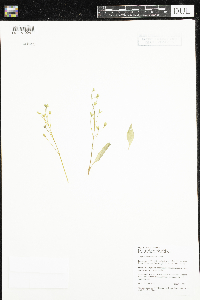 Claytonia caroliniana image