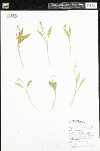 Claytonia caroliniana image