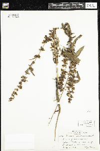 Rumex verticillatus image