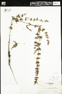Rumex verticillatus image