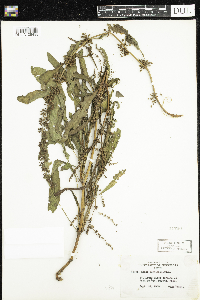 Rumex verticillatus image