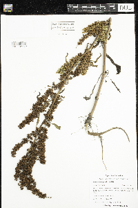 Rumex stenophyllus image