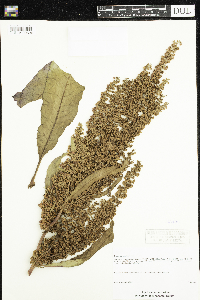 Rumex stenophyllus image