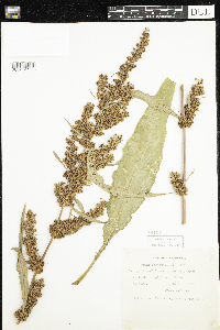 Rumex stenophyllus image