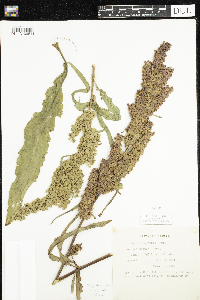 Rumex pseudonatronatus image