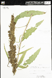 Rumex pseudonatronatus image