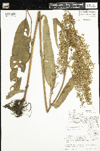 Rumex britannica image