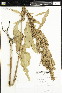 Rumex patientia image
