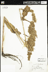 Rumex patientia image