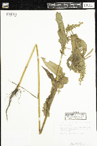 Rumex patientia image