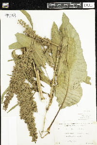 Rumex patientia image