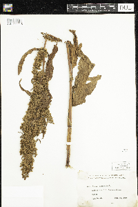 Rumex patientia image
