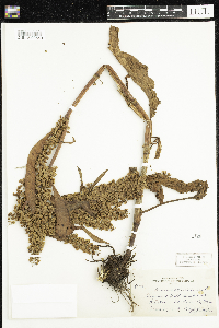 Rumex patientia image