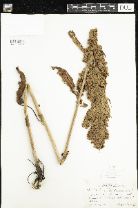 Rumex patientia image