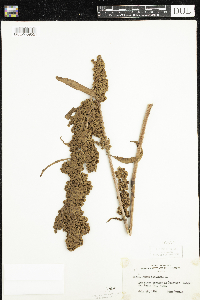 Rumex patientia image
