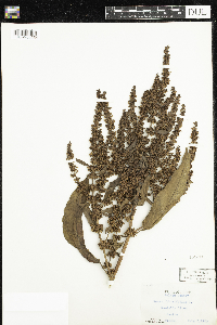 Rumex obtusifolius image