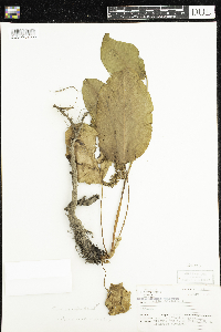 Rumex obtusifolius image