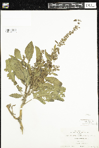 Rumex obtusifolius image