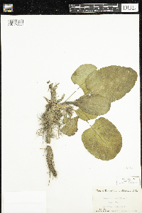 Rumex obtusifolius image