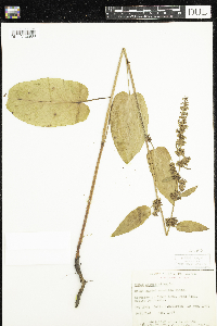 Rumex obtusifolius image
