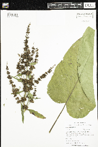 Rumex obtusifolius image