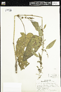 Rumex obtusifolius image