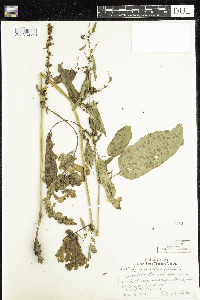 Rumex obtusifolius image