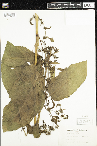 Rumex obtusifolius image