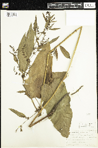 Rumex obtusifolius image