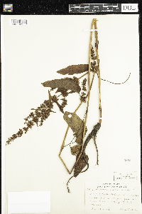 Rumex obtusifolius image
