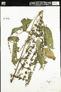 Rumex obtusifolius image