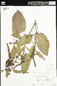 Rumex obtusifolius image