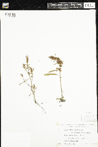 Cornus sericea image