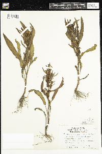 Rumex maritimus image