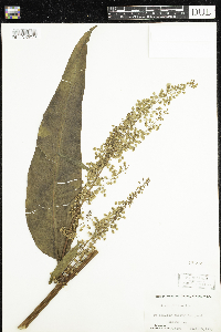 Rumex britannica image
