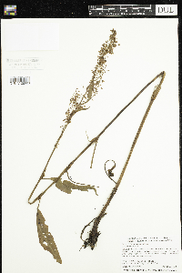 Rumex britannica image