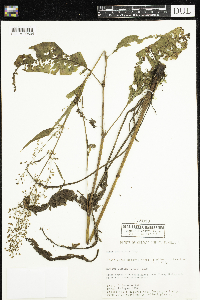 Rumex britannica image
