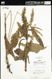 Rumex britannica image