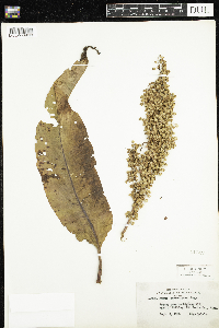 Rumex britannica image