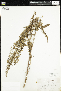 Rumex britannica image