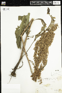 Rumex britannica image