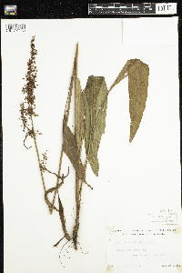 Rumex britannica image