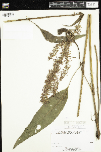 Rumex britannica image