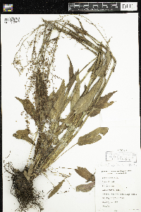 Rumex acetosa image